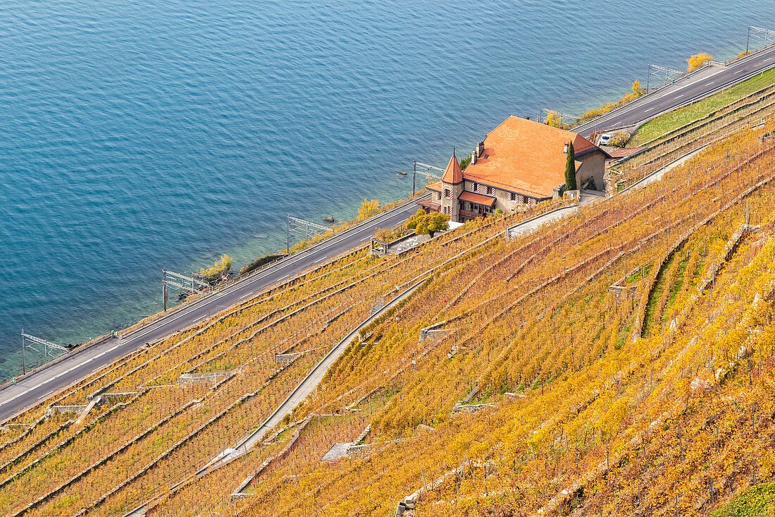 Ansicht der Lavaux Weinberge, die Genfersee im Herbst, UNESCO-Welterbestätte umgeben, Kanton Waadt, Schweiz