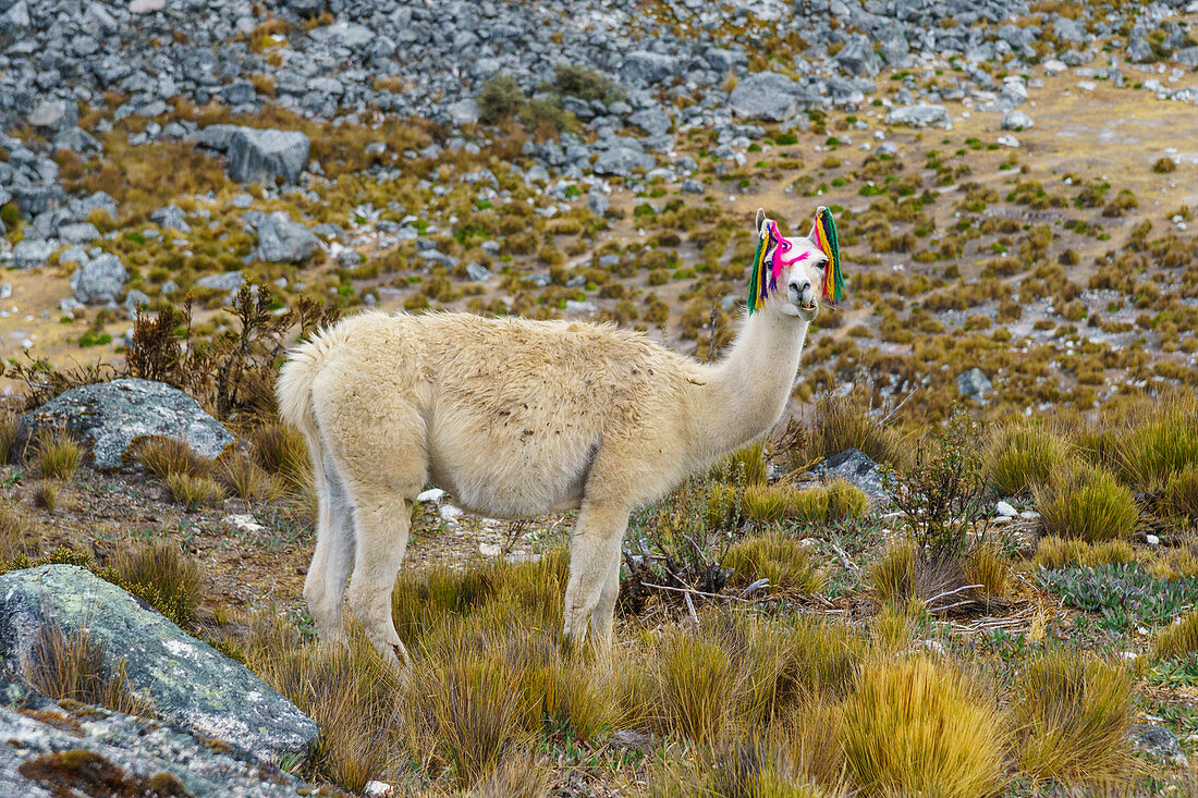 Lama in der Nähe von Pisco. Ancash, Anden, Peru