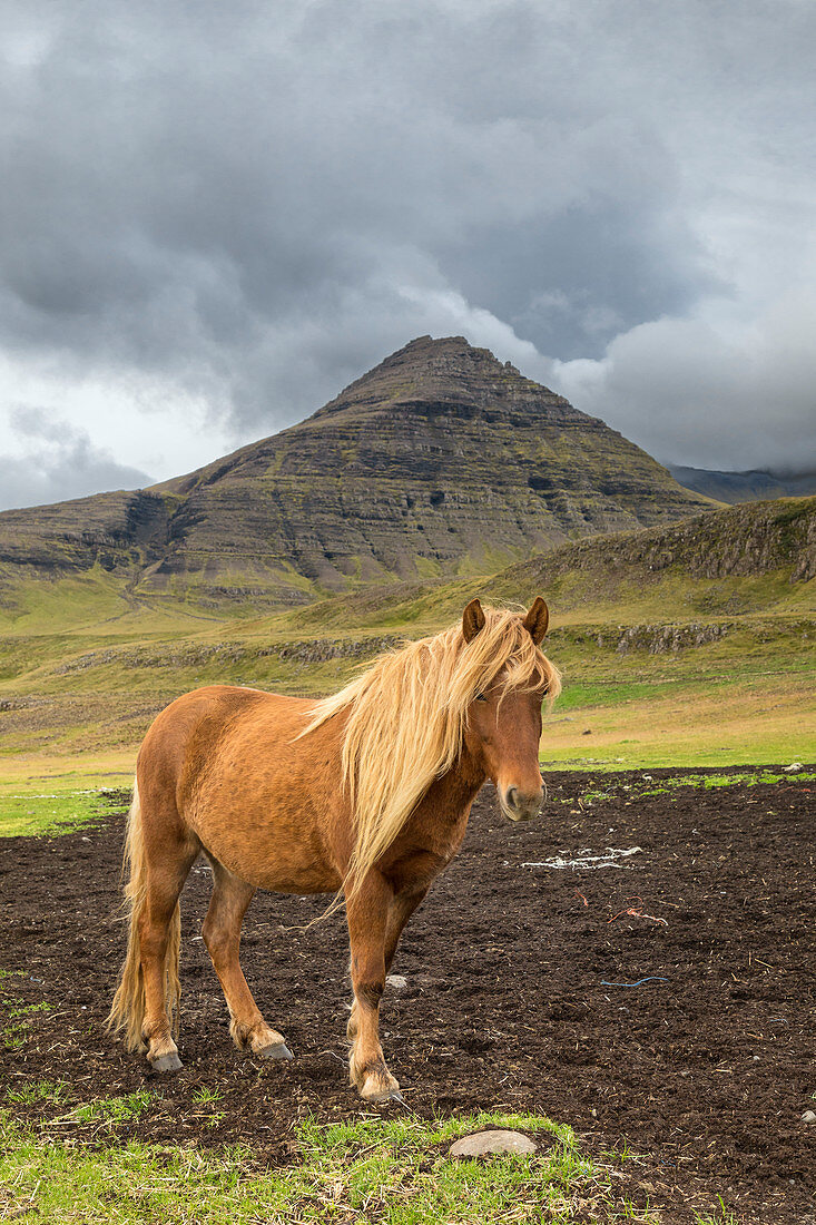 Pferde grasen auf der Halbinsel Snaefellsnes (Westregion, Island, Europa)