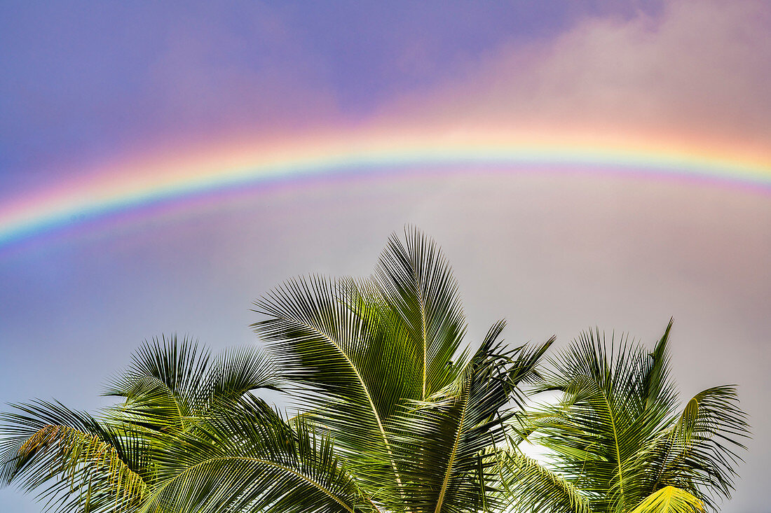Palm tree with rainbow, San Juan, Puerto Rico, Caribbean, USA