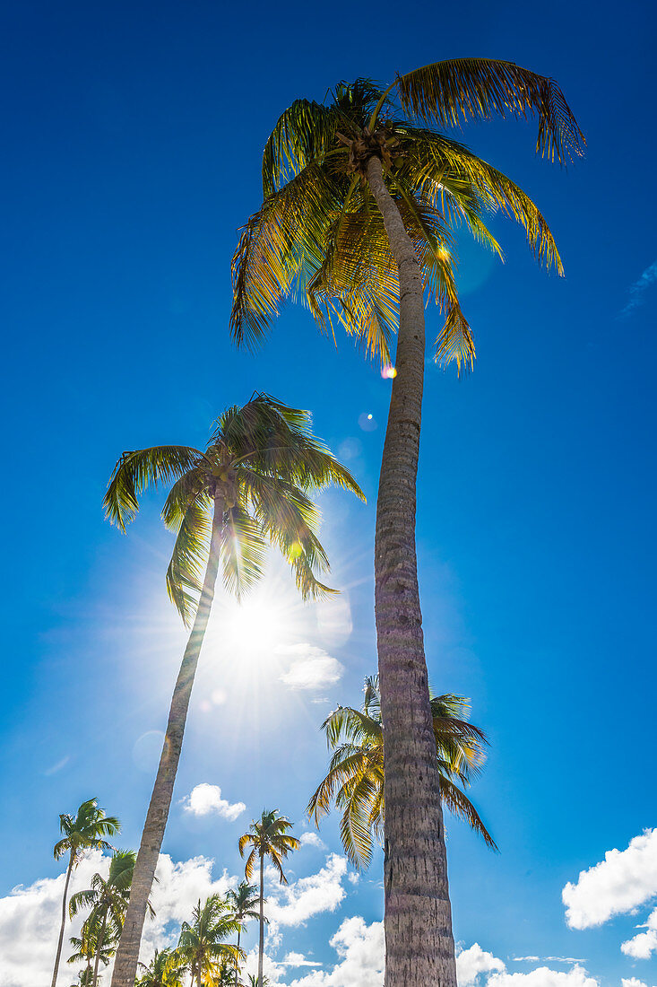 Palmen im Gegenlicht, San Juan, Puerto Rico, Karibik, USA