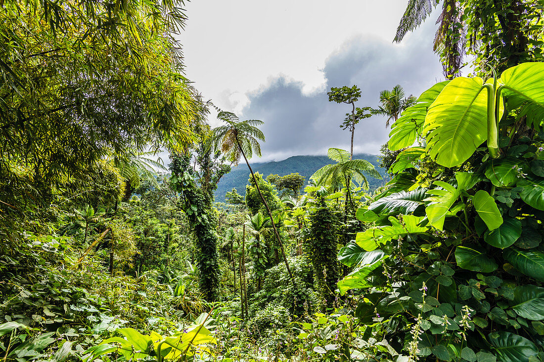 Tropischer Regenwald El Yunque National Forest, San Juan, Puerto Rico, Karibik, USA
