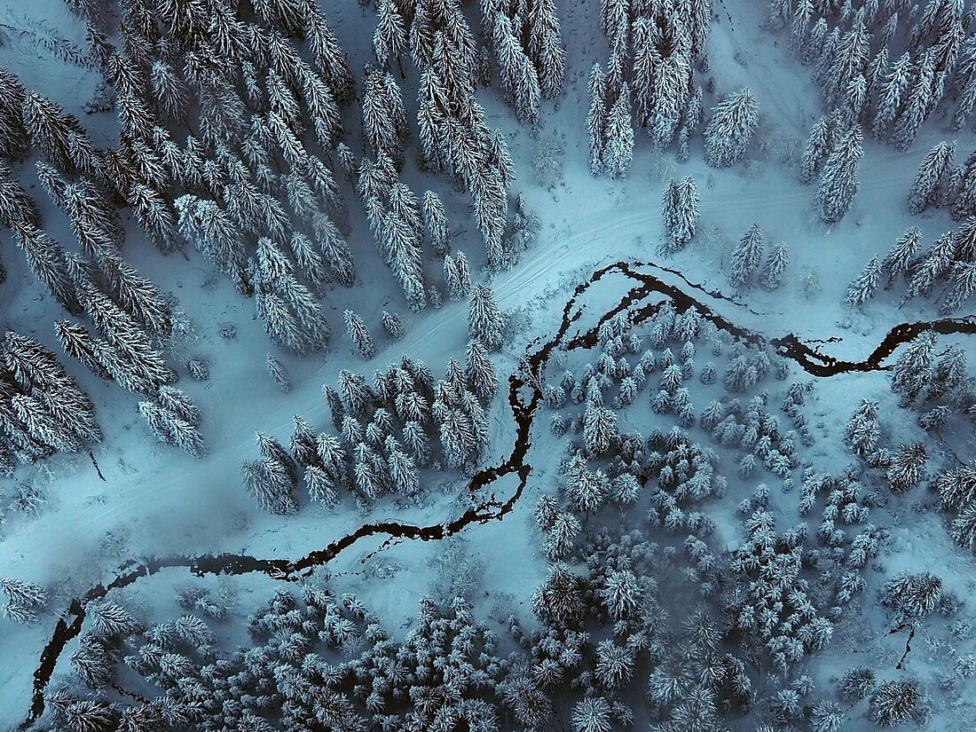 Wald von oben bei Kitzbühel, Winter in Tirol, Österreich