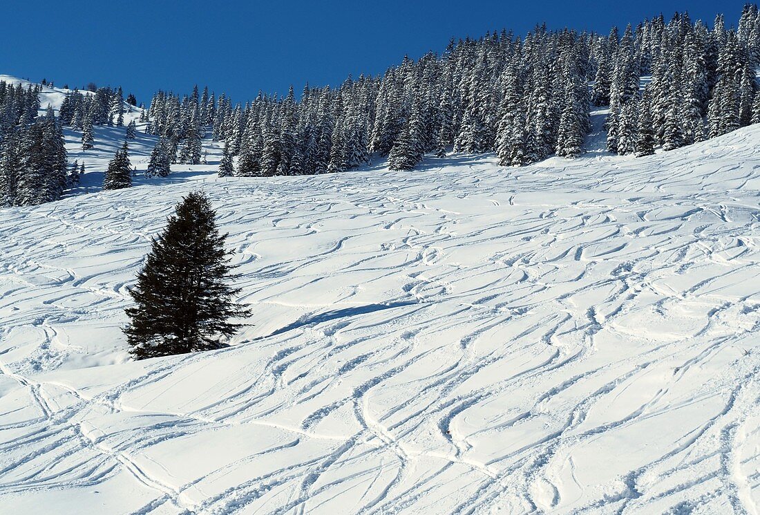 Skiing near Kitzbühel, Winter in Tyrol, Austria