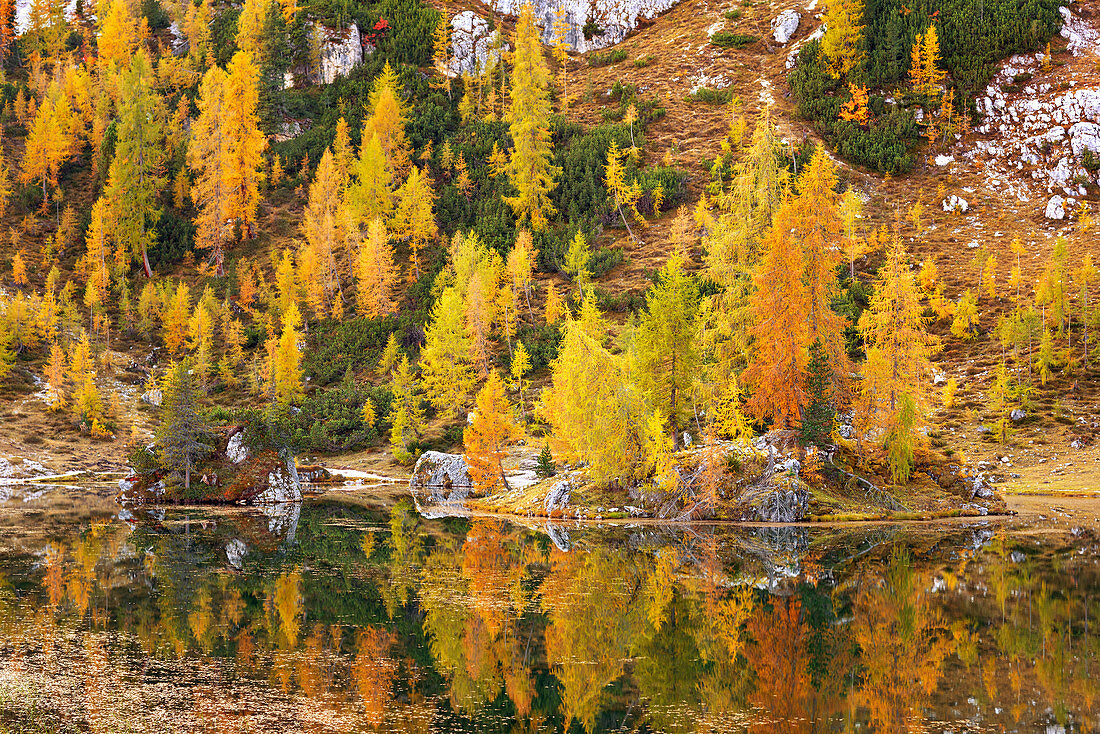 Bewaldetes Ufer des Sees Lago Federa im Herbst, Cortina d'Ampezzo, Belluno, Südtirol, Italien, Europa