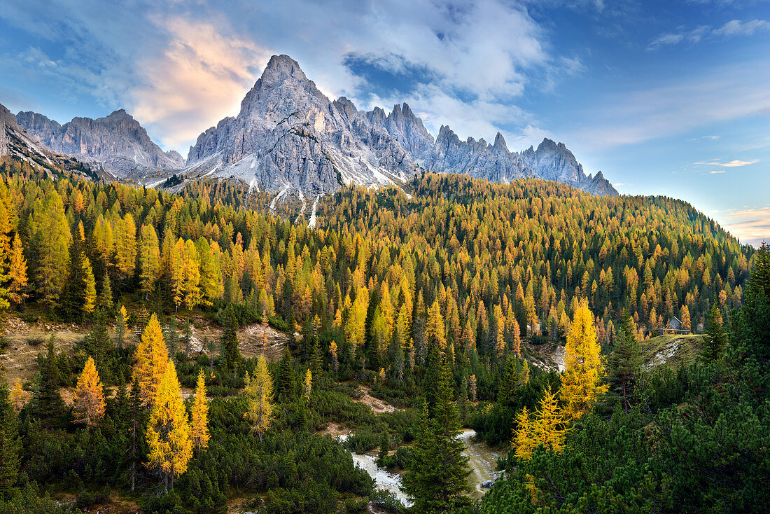 Autumn forest near Cadini di Misurina, Auronzo di Cador in the Dolomites, Belluno, South Tyrol, Italy, Europe