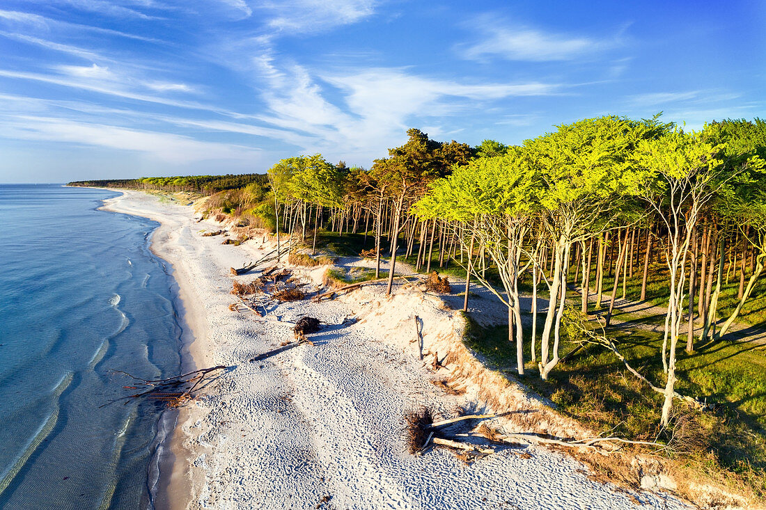 Beach on the Darss peninsula in summer, Baltic Sea, Mecklenburg-Western Pomerania, Germany, Europe