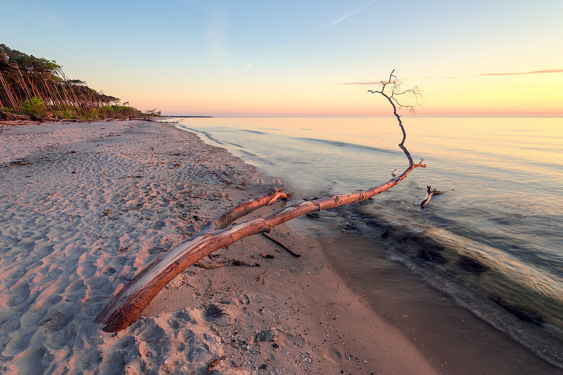 Sunset and driftwood on beach, Baltic Sea, Mecklenburg-Western Pomerania, Germany, Europe