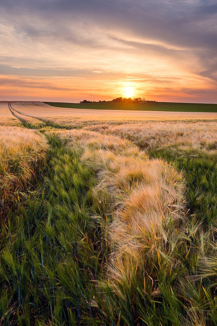 Sonnenuntergang über einem sommerlichen Kornfeld in Sachsen-Anhalt, Deutschland, Europa