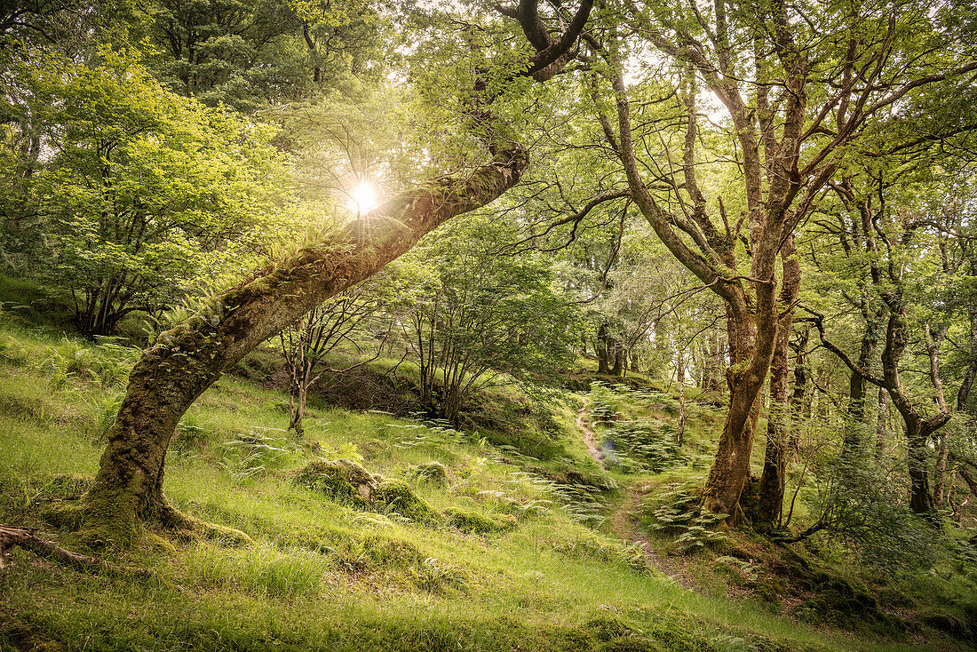 Ein in Irland eher seltenes Waldstück bei Klosteranlage Glendalough, Grafschaft Wicklow, Irland, Europa
