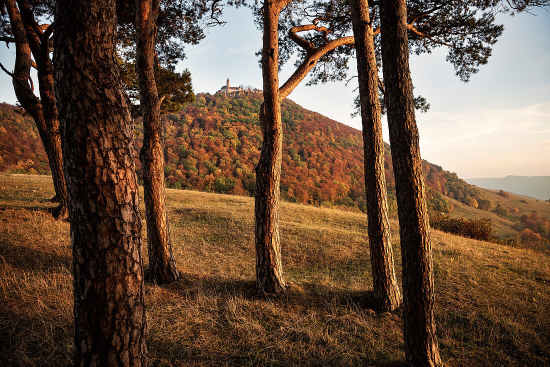 View through pine trees at Teck castle, Kirchheim Teck,  Biosphere Reserve, Swabian Alb, Baden-Wuerttemberg, Germany