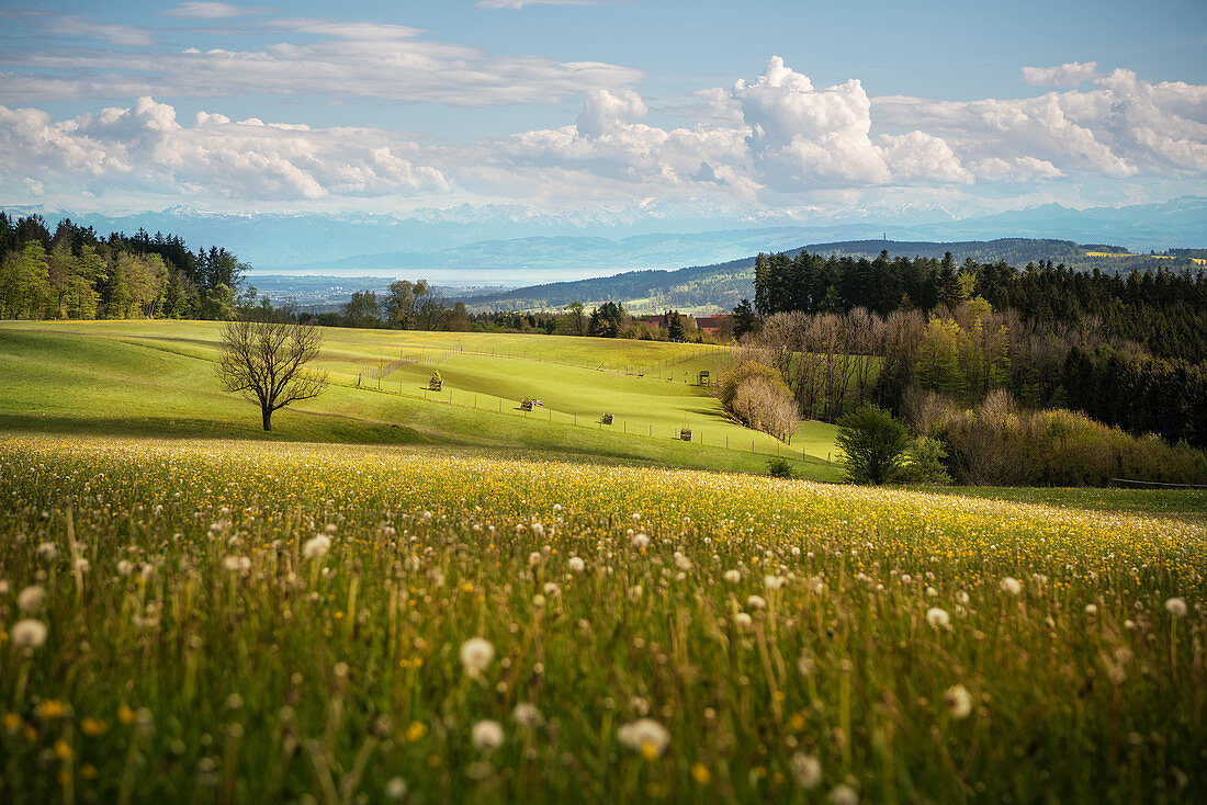 View from Hoechsten Mountain across Lake Constance towards the Alps, Baden-Wuerttemberg, Germany