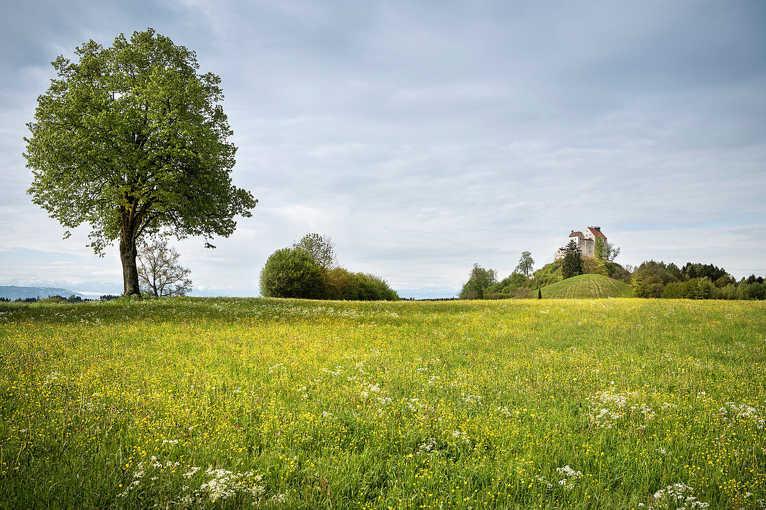 Frühlings Wiese vor Waldburg mit Blick zu den Alpen, Landkreis Ravensburg, Baden-Württemberg, Deutschland