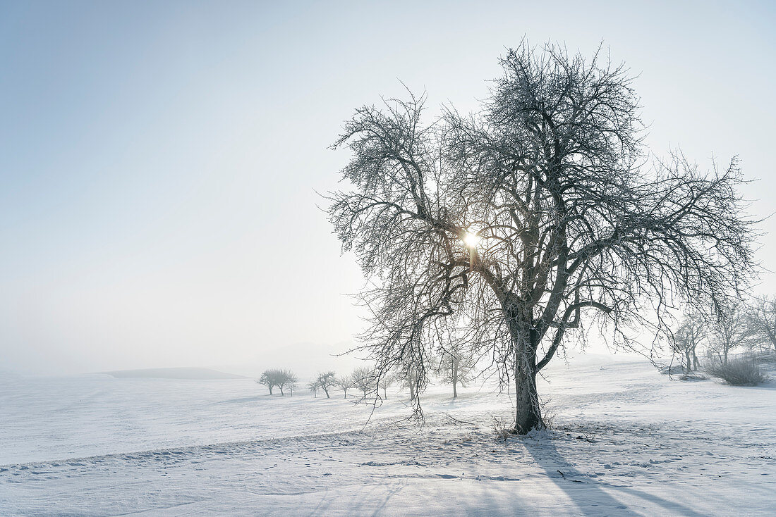 Sun shines through tree at foggy winter landscaoe nearby Bopfingen, Ostalb District, Swabian Alb, Baden-Wuerttemberg, Germany