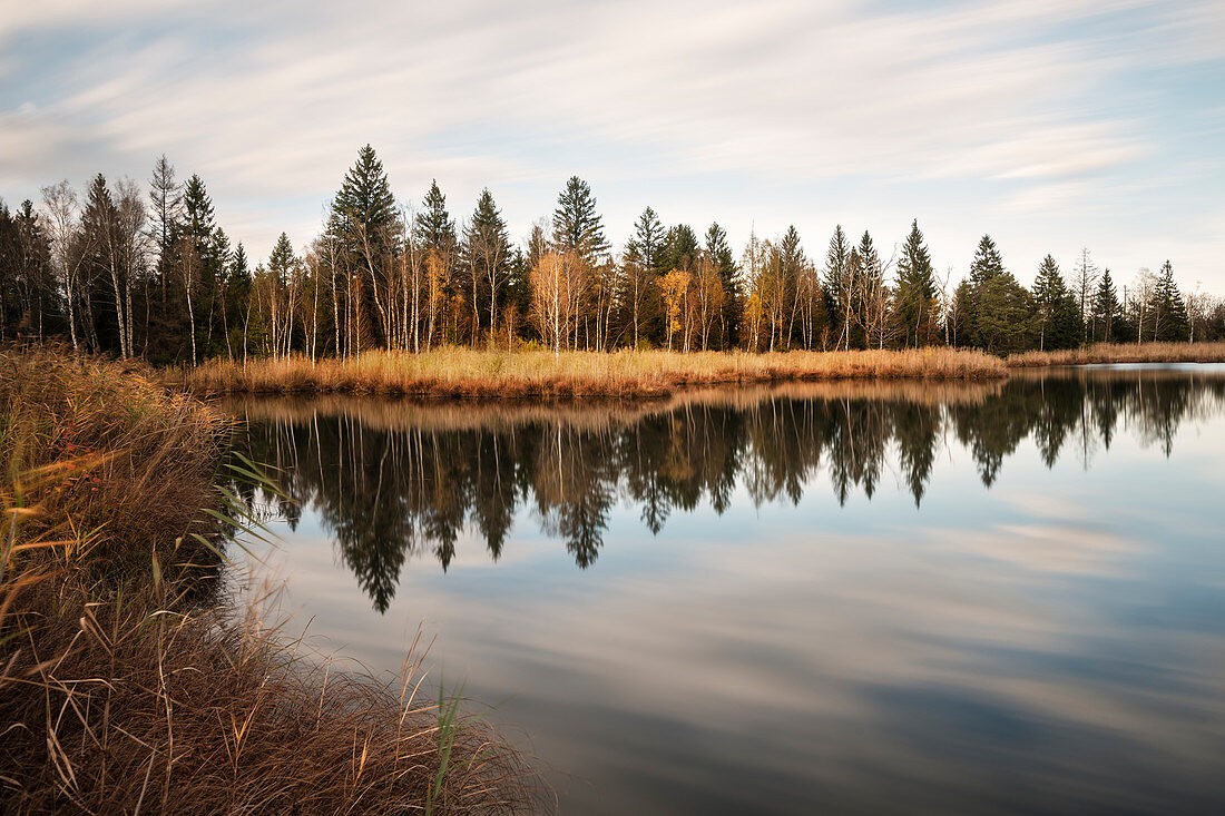 Wildlife sanctuary Wurzach Marsh, moor area, Bad Wurzach, rural district Ravensburg, Baden-Wuerttemberg, Gerany