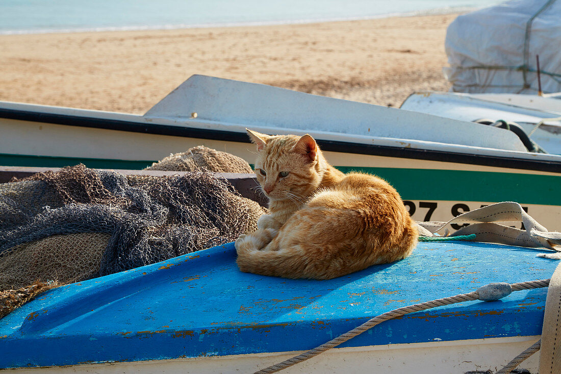 Cat on a fishing boat at the beach of Salema, Parque Natural do Sudoeste Alentejano e Costa Vicentina, Atlantic Ocean, District Faro, Region of Algarve, Portugal, Europe