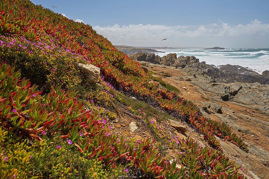 Frühling an der Felsenküste von Porto Covo, Parque Natural do Sudoeste Alentejano e Costa Vicentina, Distrikt Setubal, Region Alentejo, Portugal, Europa