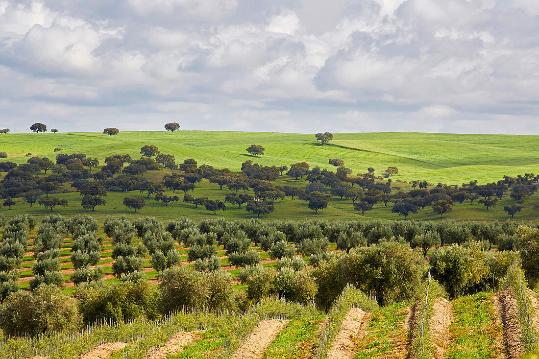 Frühling im Alentejo bei Serpa, Distrikt Beja, Region Alentejo, Portugal, Europa