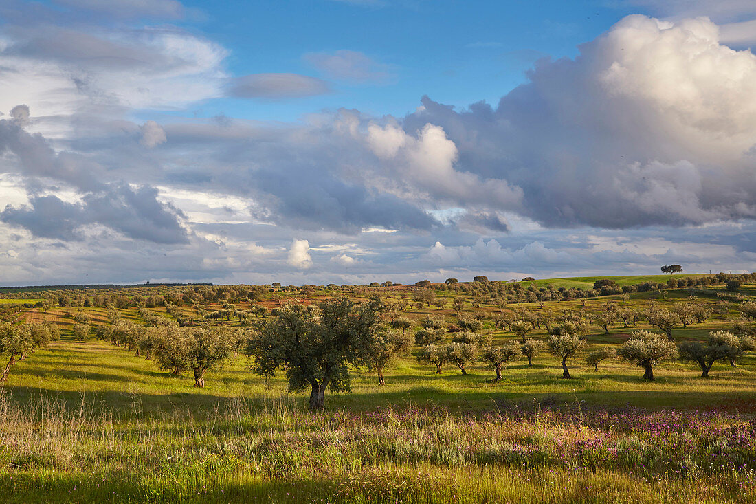 Meadow in bloom in an olive-tree plantation, Pedrógao, District Beja, Region of Alentejo, Portugal, Europe