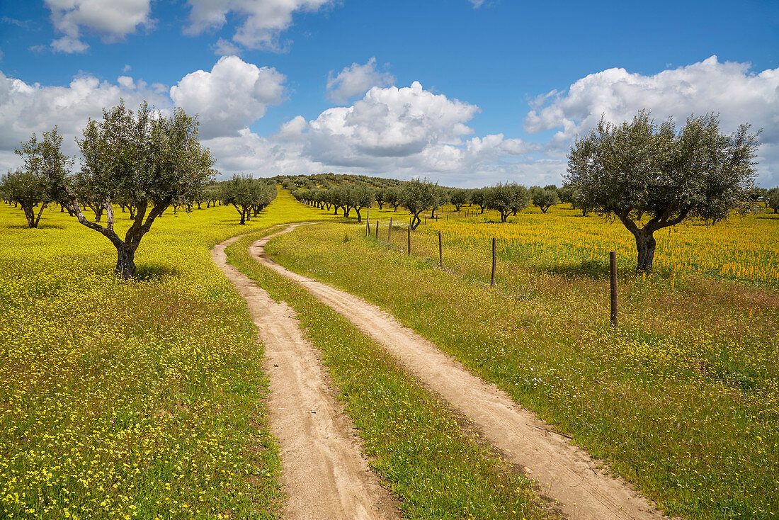 Blühende Wiese im Olivenhain bei Monsaraz, Distrikt Évora, Region Alentejo, Portugal, Europa