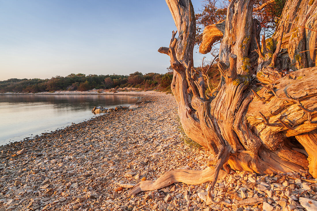 Baum am Strand bei Veli Rat auf der Insel Dugi Otok, Zadar, Norddalmatien, Dalmatien, Kroatien, Südeuropa, Europa