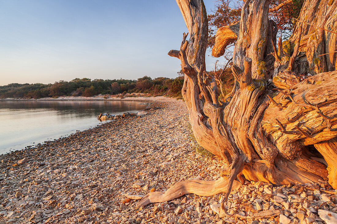 Tree at the beach at the Mediterranean Sea, island Dugi Otok, Veli Rat, Zadar, North Dalmatia, Dalmatia, Croatia, Southern Europe, Europe