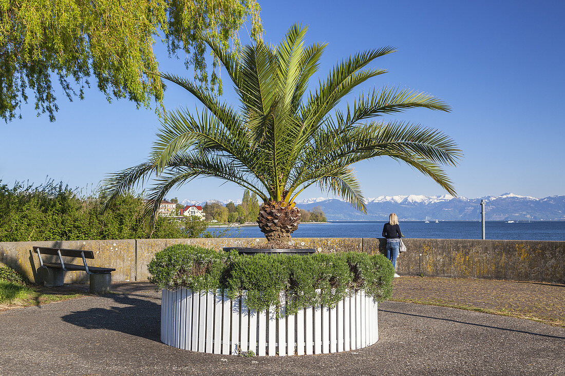 Palm tree with view over lake Constance to the Appenzell Alps in Eastern Switzerland, Langenargen, Swabia, Baden-Wuerttemberg, South Germany, Germany, Central Europe, Europe