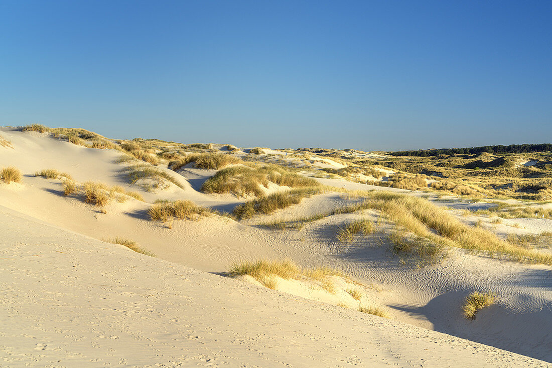 Dünen auf der Insel Amrum, Nebel, Nordfriesische Inseln, Schleswig-Holstein, Norddeutschland, Deutschland, Europa