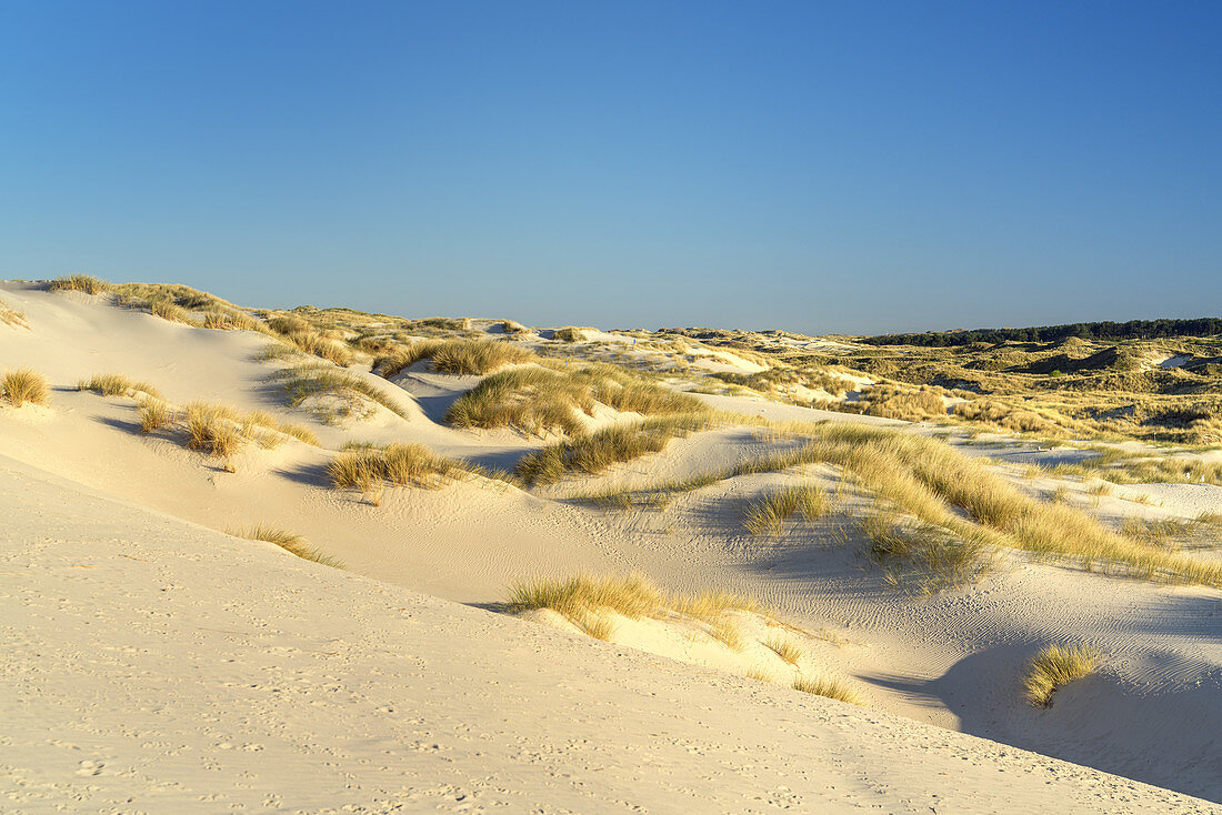 Dune landscape on the North Frisian Island Amrum, Nebel, North Sea, Schleswig-Holstein, Northern Germany, Germany, Europe