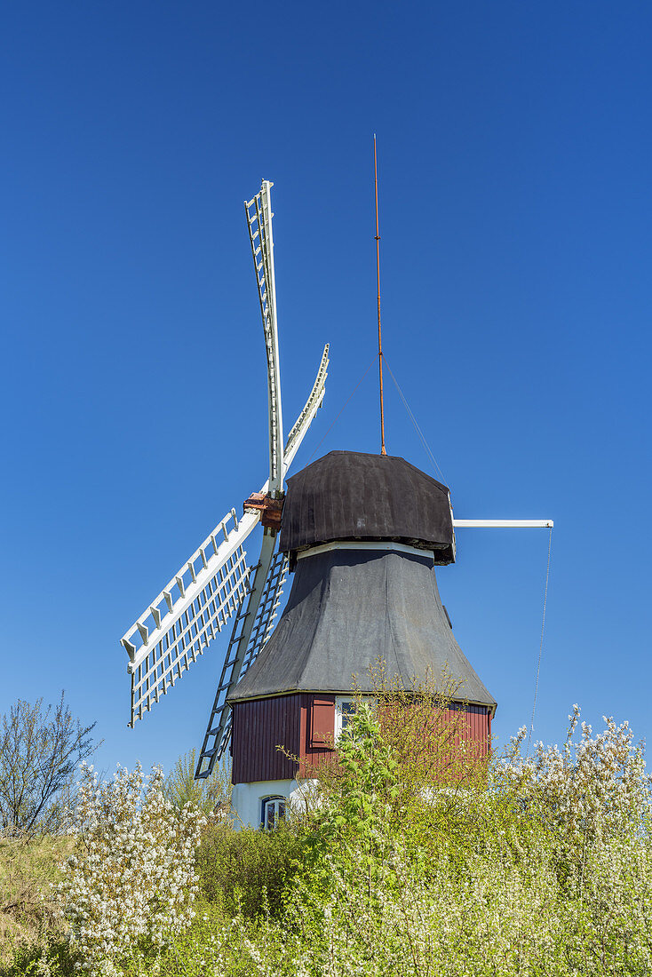 Windmill in Süddorf on the North Frisian Island Amrum, North Sea, Schleswig-Holstein, Northern Germany, Germany, Europe