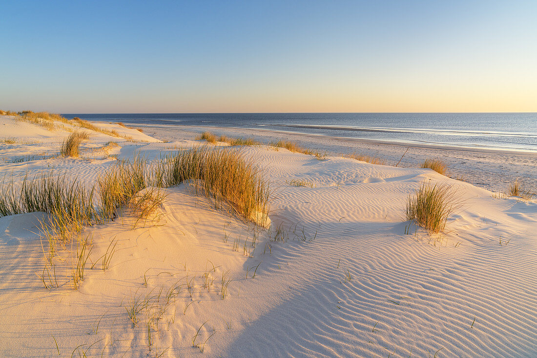 Dünen auf der Insel Amrum, Norddorf, Nordfriesische Inseln, Schleswig-Holstein, Norddeutschland, Deutschland, Europa