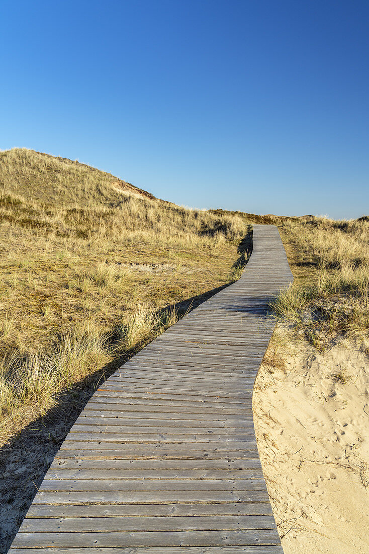 Wodden path in the dunes of the North Frisian Island Amrum, Norddorf, North Sea, Schleswig-Holstein, Northern Germany, Germany, Europe