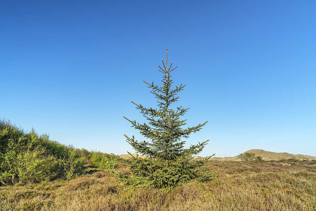 Spruce tree in the dunes of the North Frisian Island Amrum, Norddorf, North Sea, Schleswig-Holstein, Northern Germany, Germany, Europe
