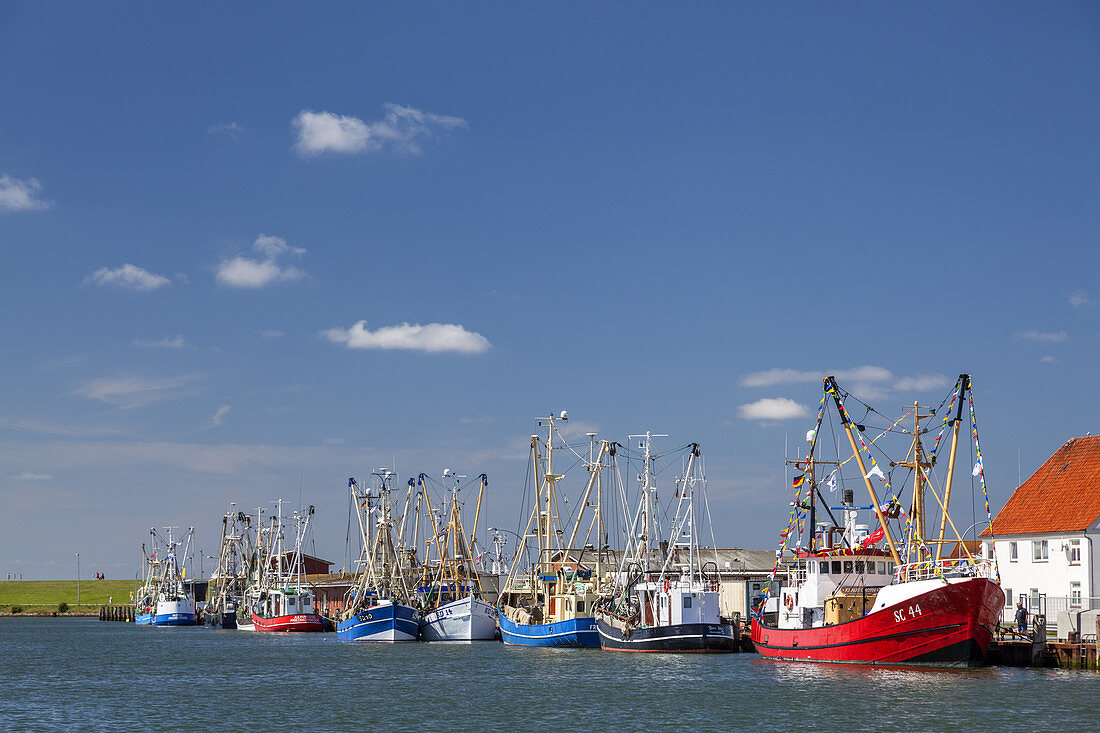 Fischkutter im Hafen von Büsum, Dithmarschen, Schleswig-Holstein, Norddeutschland, Deutschland, Europa