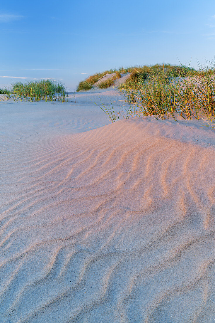 Dunes at the beach on the East Frisian Island Norderney, North Sea, Lower Saxony, Northern Germany, Germany, Europe