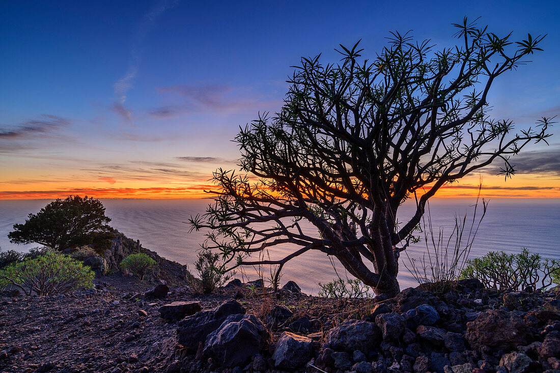 Balsam-Wolfsmilch bei Sonnenuntergang von La Merica mit Blick auf El Hierro, Euphorbia balsamifera, La Merica, La Gomera, Kanarische Inseln, Kanaren, Spanien