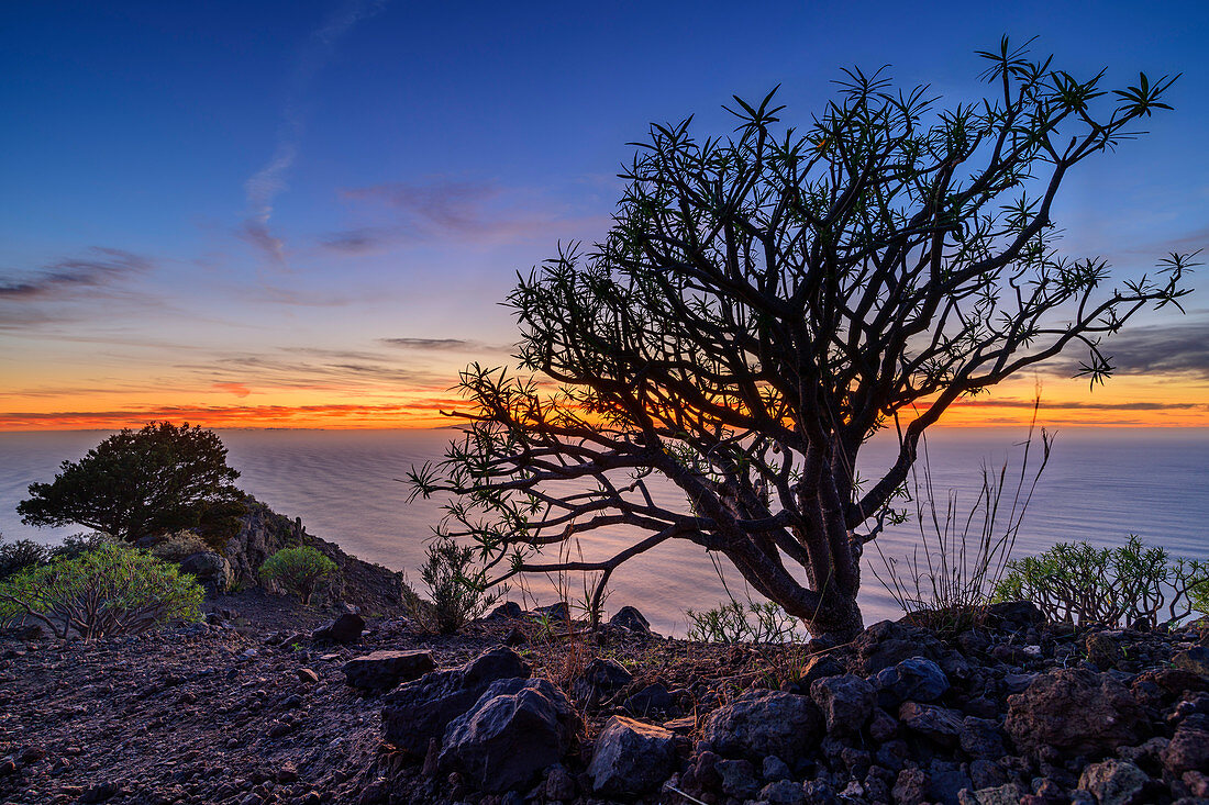 Sweet tabaiba bush at sunset from La Merica with view to island El Hierro, Euphorbia balsamifera, La Merica, La Gomera, Canary Islands, Canaries, Spain