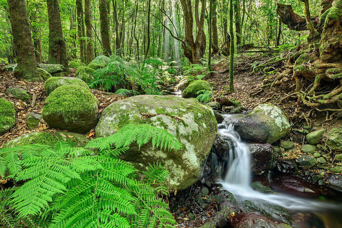 Bach fließt durch Wald, Nebelwald, Barranco del Cedro, El Cedro, Nationalpark Garajonay, La Gomera, Kanarische Inseln, Kanaren, Spanien