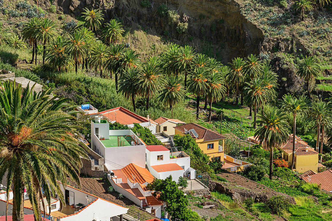 Häuser und Palmgärten im Valle Gran Rey, La Gomera, Kanarische Inseln, Kanaren, Spanien