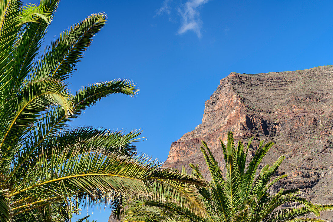 La Merica above palm garden, Valle Gran Rey, La Gomera, Canary Islands, Canaries, Spain