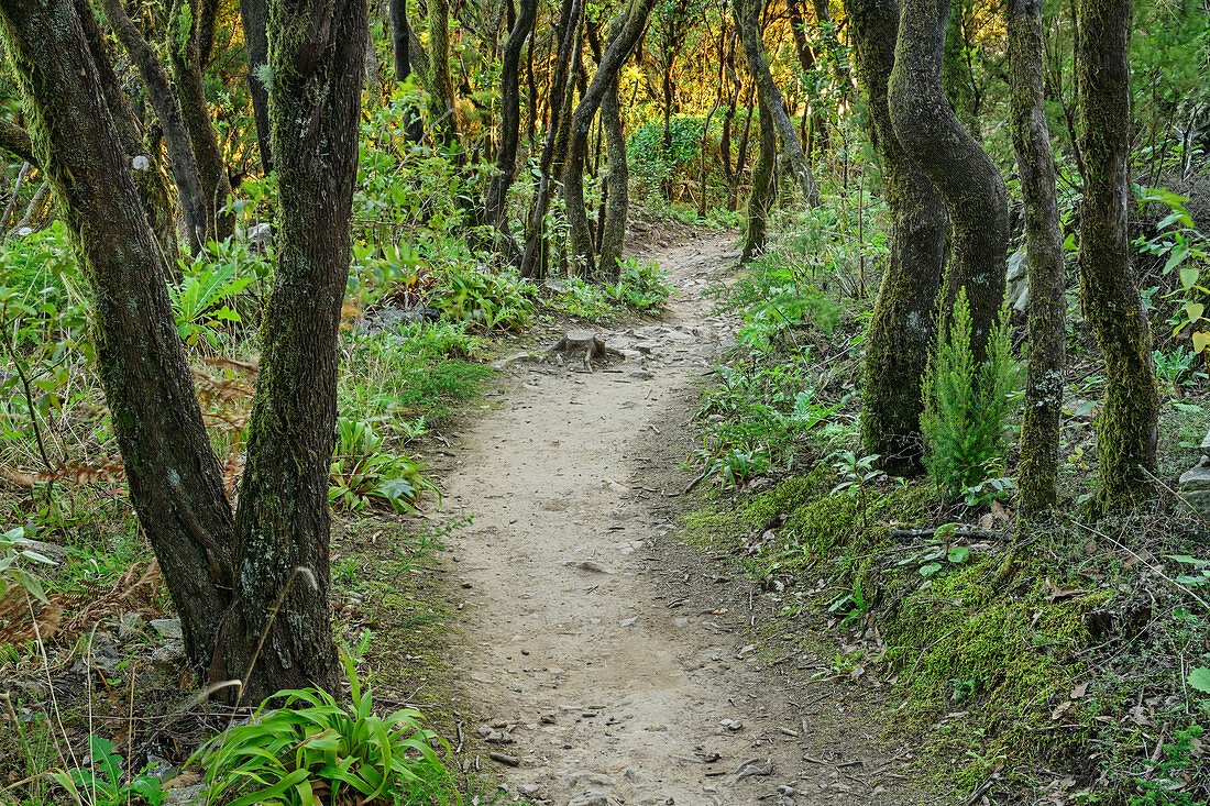 Path through cloud forest at National Park Garajonay, at Mirador del Morro de Agando, National Park Garajonay, La Gomera, Canary Islands, Canaries, Spain