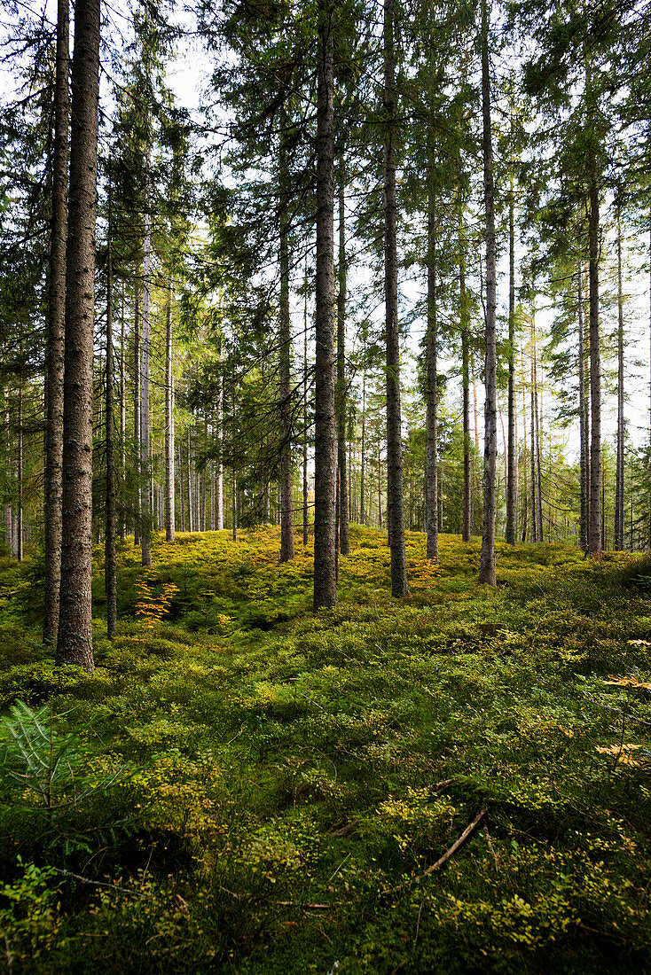 Coniferous forest in summer with moss and ferns, near Hinterzarten, Black Forest, Baden-Württemberg, Germany