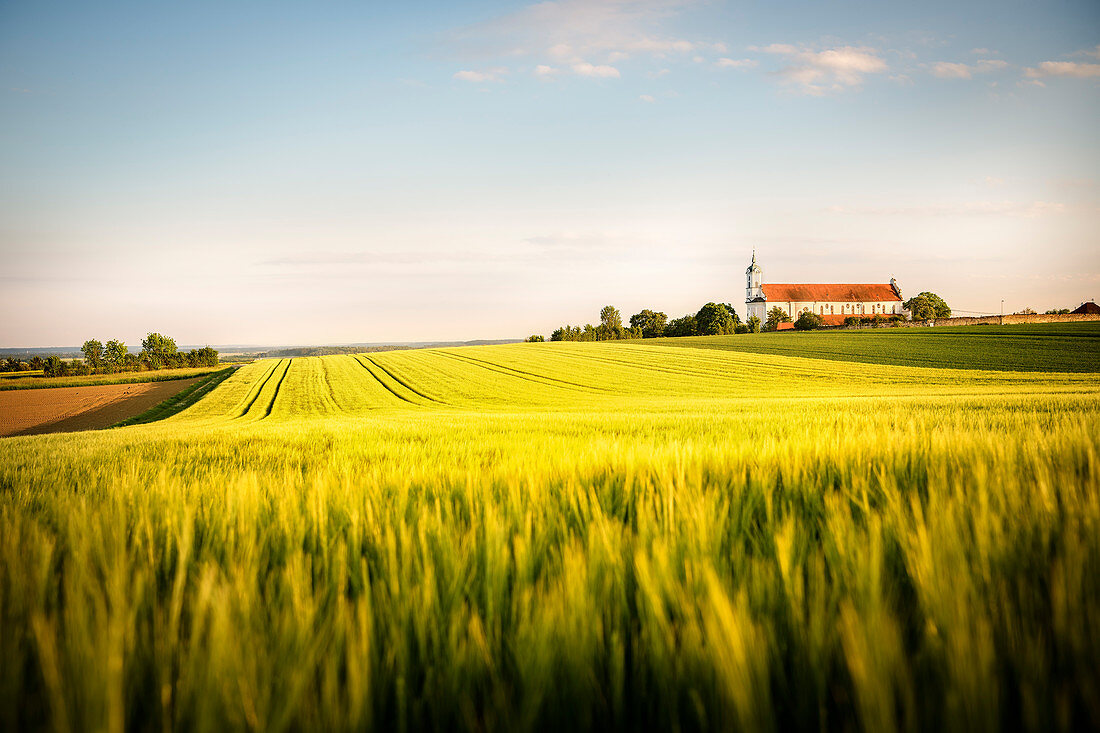 View of the monastery Elchingen with grain field in the foreground, Oberelchingen, Bavaria, Germany
