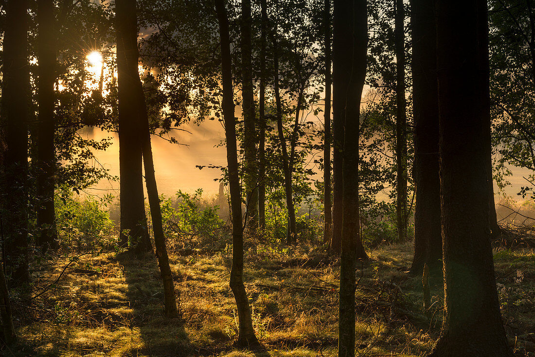 Sunrise, Fog, Hopelser Wald, Friedeburg Municipal, Wittmund District, Lower Saxony, Germany, Europe