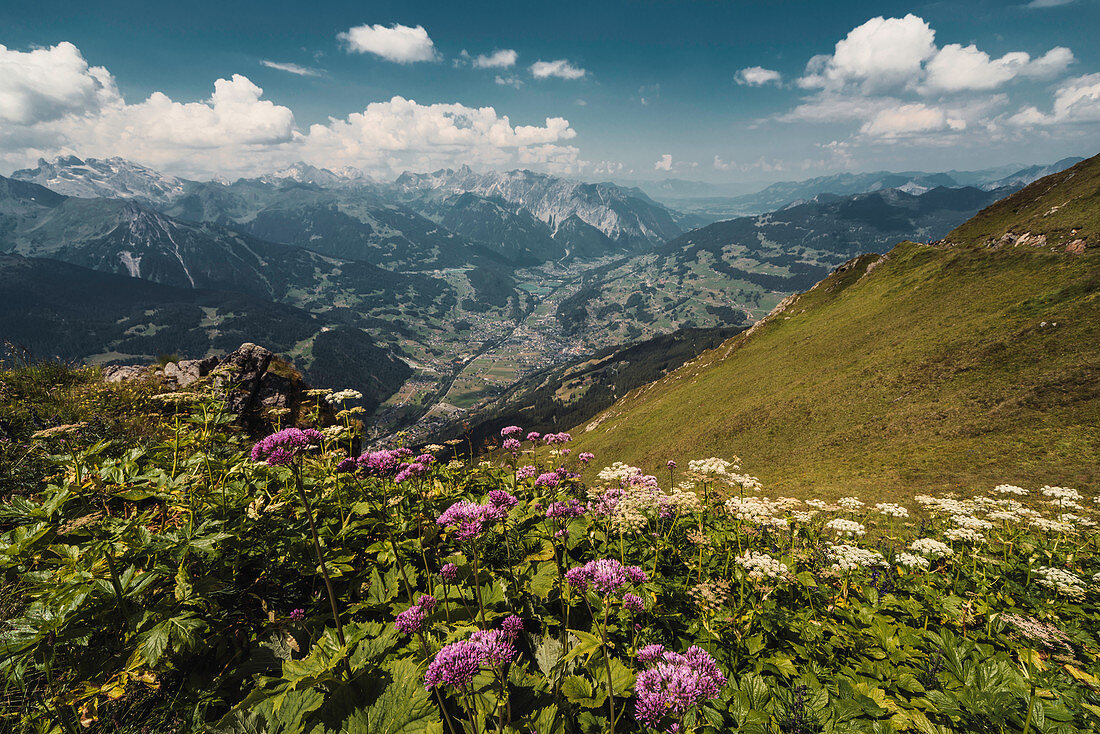 Blick ins Tal, im Vordergrund Alpendost bei Schruns, Tschagguns, Latschau, Vandans, Montafon, Bezirk Bludenz, Vorarlberg, Österreich, Europa
