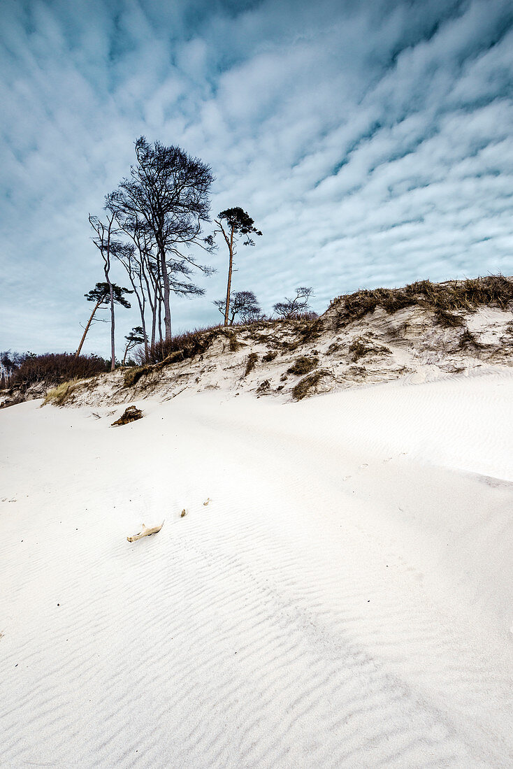 Sand Dune, Tree, Weststrand, Fischland-Darß-Zingst, Mecklenburg-Vorpommern, Germany, Europe