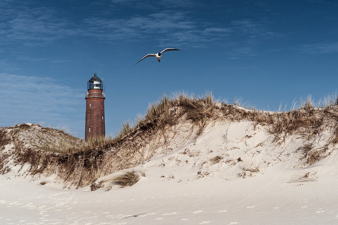 Leuchtturm am Darßer Ort, Sanddüne, Möwe, Weststrand, Fischland-Darß-Zingst, Mecklenburg-Vorpommern, Deutschland, Europa