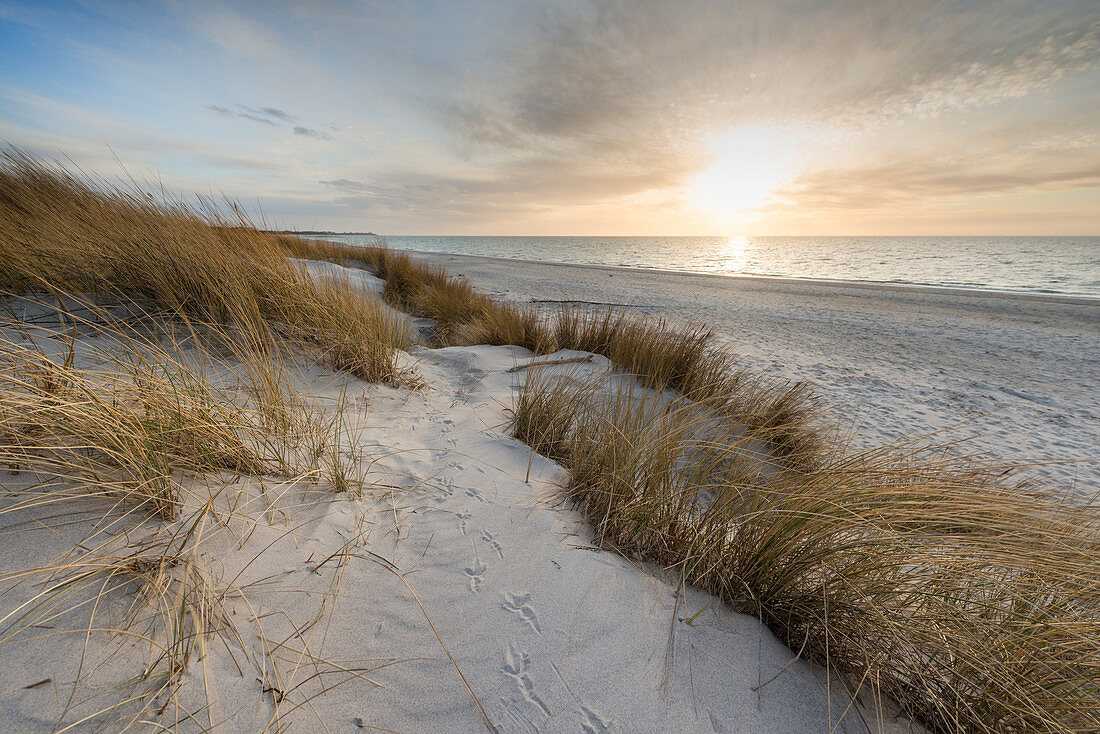 Sonnenuntergang im Meer mit Sanddüne, Strandhafer, Weststrand, Fischland-Darß-Zingst, Mecklenburg-Vorpommern, Deutschland, Europa