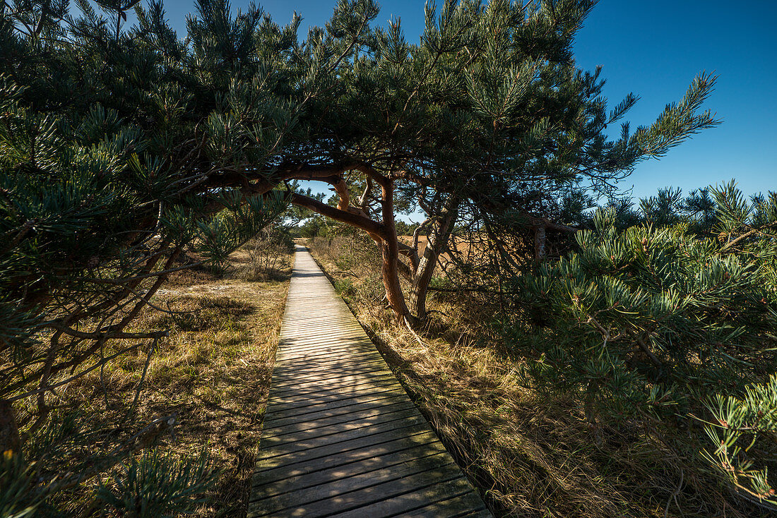 Holzsteg und Kieferngewächse in den Dünen am Darßer Ort, Fischland-Darß-Zingst, Mecklenburg-Vorpommern, Deutschland, Europa