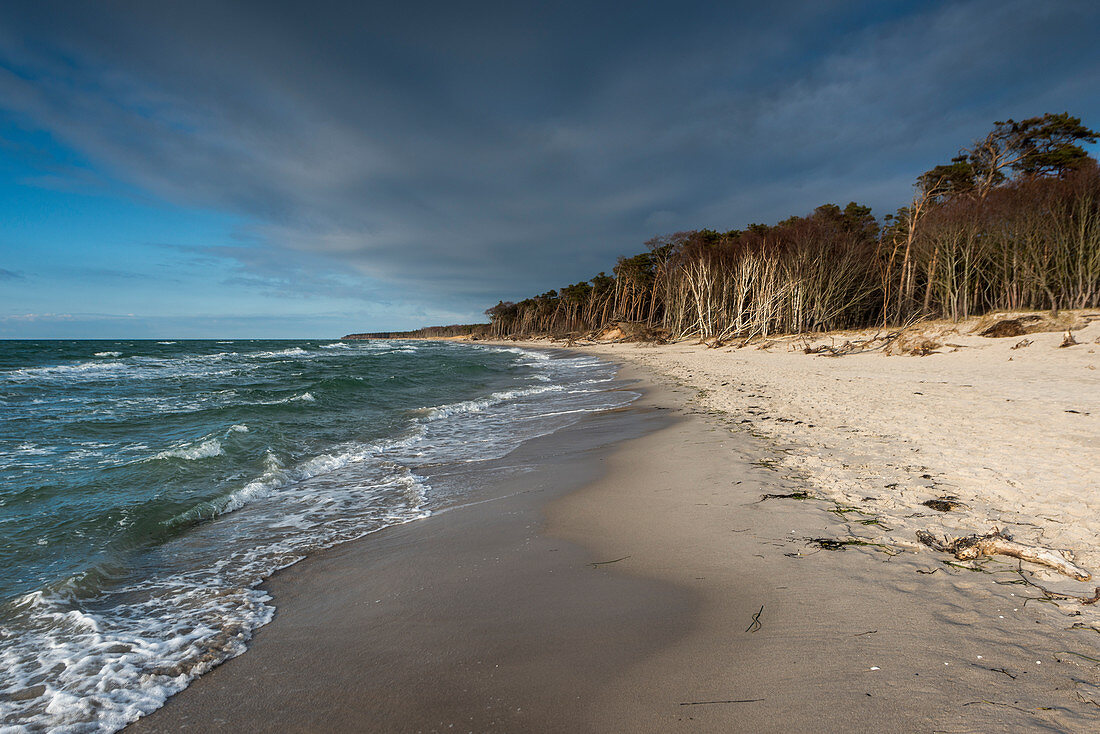 Strand mit Wald, Fischland-Darß-Zingst, Mecklenburg-Vorpommern, Deutschland, Europa